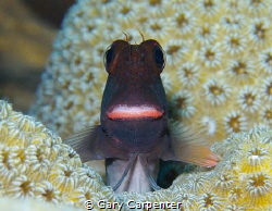 Lippy Redlip blenny (Ophioblennius atlanticus)  Picture t... by Gary Carpenter 